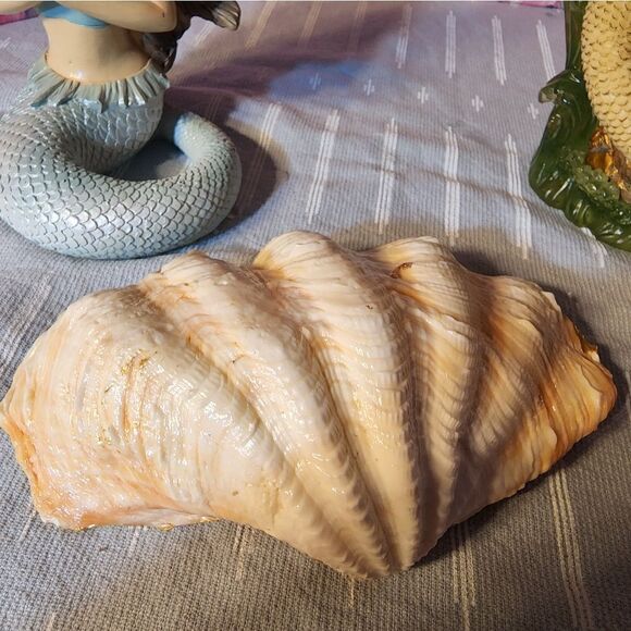 DECOUPAGE TRIDACNA SQUAMOSA SHELL - Picture 6 of 7